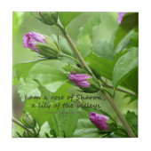 Solomon-Lied 2:1 Fliese (Vorderseite)