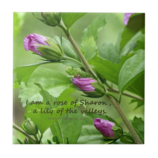 Solomon-Lied 2:1 Fliese (Vorderseite)