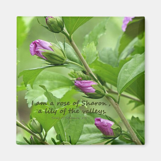 Solomon-Lied 2:1 Magnet (Vorne)