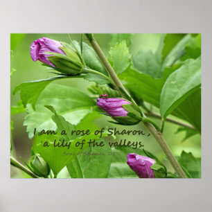 Solomon-Lied 2:1 Poster