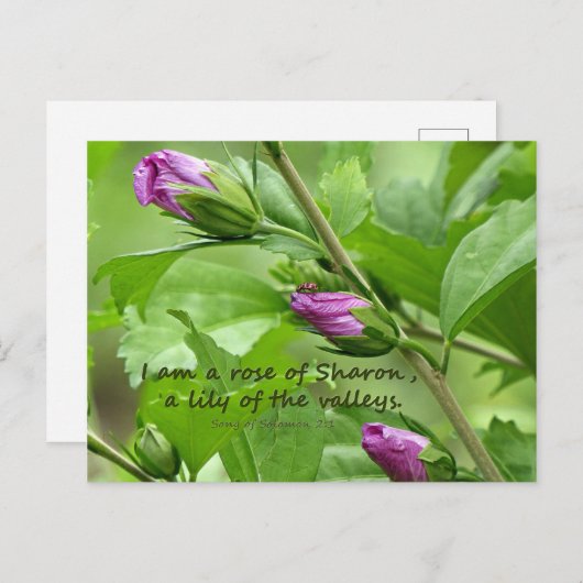 Solomon-Lied 2:1 Postkarte (Vorne/Hinten)