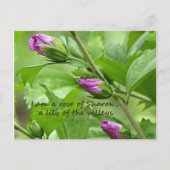 Solomon-Lied 2:1 Postkarte (Vorderseite)