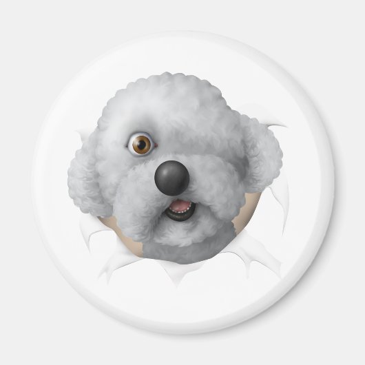 Solomon Magnet (Vorne)