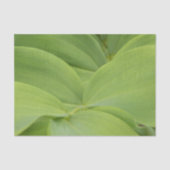 Solomons Seal Seidenpapier (Vorderseite)