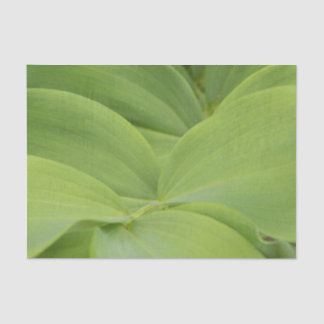 Solomons Seal Seidenpapier