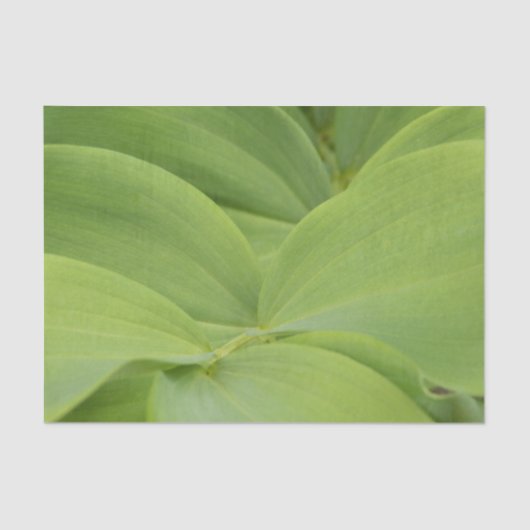 Solomons Seal Seidenpapier (Vorderseite)