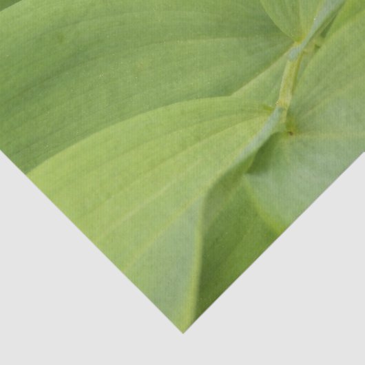 Solomons Seal Seidenpapier (Ausschnitt)