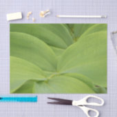 Solomons Seal Seidenpapier (Handwerk)