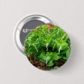 Solomons Siegel Abzeichen Button (Vorne & Hinten)