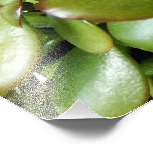 Solomons-Siegel Fotodruck (Ecke)