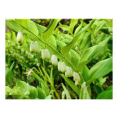 Solomons-Siegel Fotodruck (Vorne)