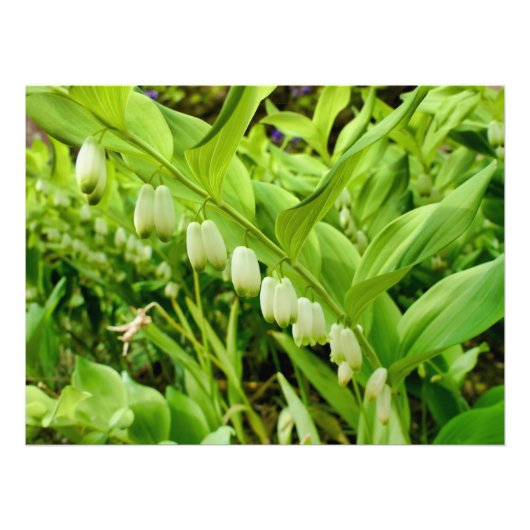 Solomons-Siegel Fotodruck (Vorne)