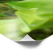 Solomons-Siegel Fotodruck (Ecke)