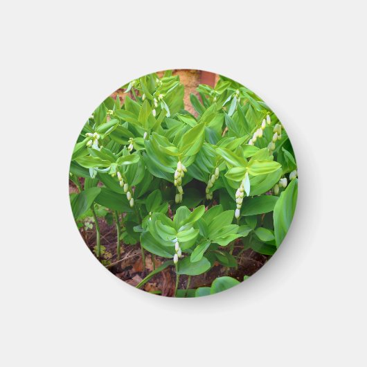 Solomons Siegel Magnet (Vorne)