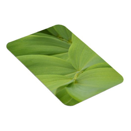 Solomons-Siegel Magnet (Rechte Seite)