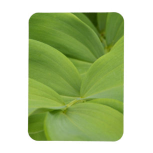 Solomons-Siegel Magnet