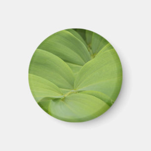 Solomons-Siegel Magnet