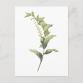 Solomon's Siegel (Polygonatum multiflorum) von Red Postkarte (Vorderseite)