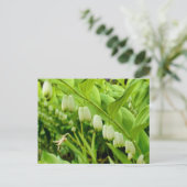 Solomons-Siegel Postkarte (Stehend Vorderseite)