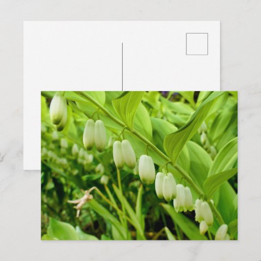 Solomons-Siegel Postkarte (Vorne/Hinten)