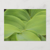 Solomons-Siegel Postkarte (Vorderseite)