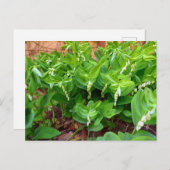 Solomons-Siegel Postkarte (Vorne/Hinten)