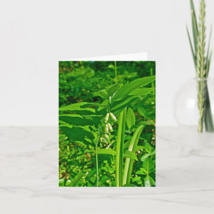 Solomons Siegel-Wildblume Karte