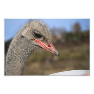 Solvang, CA Fotodruck