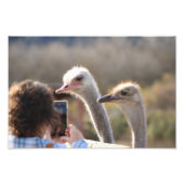 Solvang, CA Fotodruck (Vorne)