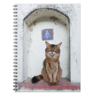 Somali Cat in Alcove Old World Scene Notizblock
