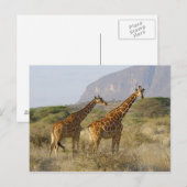 Somali Giraffe, Reticulated Giraffe, Giraffa Postkarte (Vorne/Hinten)