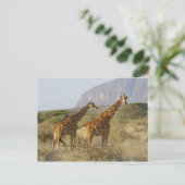Somali Giraffe, Reticulated Giraffe, Giraffa Postkarte (Stehend Vorderseite)