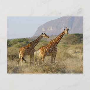 Somali Giraffe, Reticulated Giraffe, Giraffa Postkarte