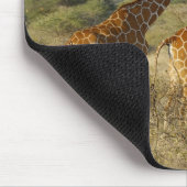 Somali Giraffe, retikulierte Giraffe, Giraffa Mousepad (Ecke)