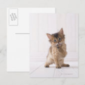 Somali lecken Forefoot Postkarte (Vorne/Hinten)
