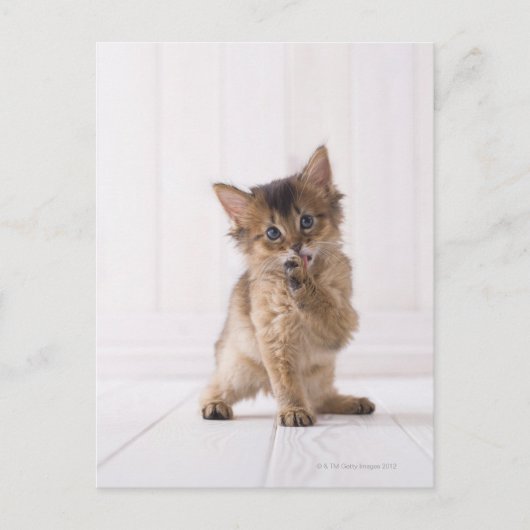Somali lecken Forefoot Postkarte (Vorderseite)