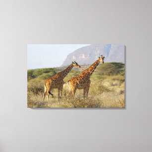 Somalische Giraffe, retikulierte Giraffe, Giraffa Leinwanddruck