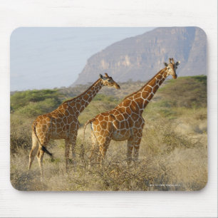 Somalische Giraffe, retikulierte Giraffe, Giraffa Mousepad