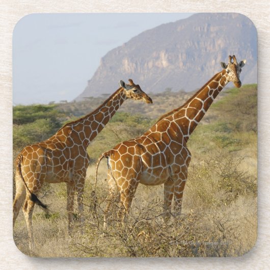 Somalische Giraffe, retikulierte Giraffe, Giraffa Untersetzer (Vorderseite)
