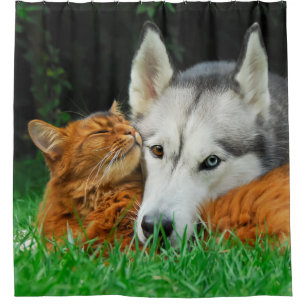 Somalische Katze niedliche Freunde sibirischen Duschvorhang