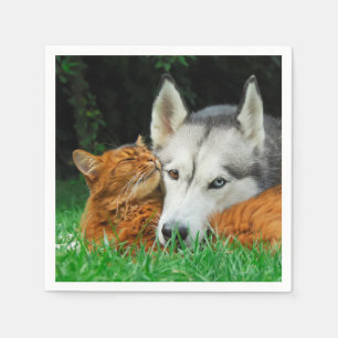 Somalische Katzen-sibirischer Serviette