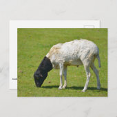 Somalische Schafweide Postkarte (Vorne/Hinten)