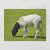 Somalische Schafweide Postkarte (Vorderseite)