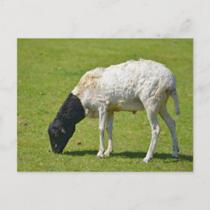 Somalische Schafweide Postkarte