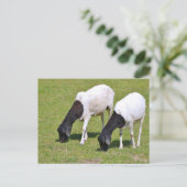 Somalische Schafweide Postkarte (Stehend Vorderseite)