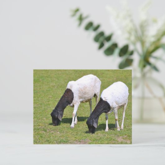 Somalische Schafweide Postkarte (Stehend Vorderseite)