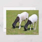 Somalische Schafweide Postkarte (Vorne/Hinten)