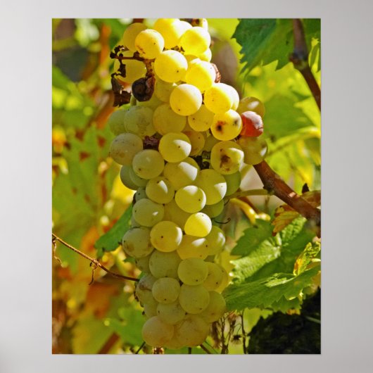 Some Chasselas in the vineyard - planted long Poster (Vorne)