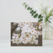 Somei-yoshino: Cherry Blossoms [Postcard] Postkarte (Stehend Vorderseite)