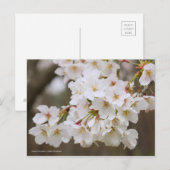 Somei-yoshino: Cherry Blossoms [Postcard] Postkarte (Vorne/Hinten)